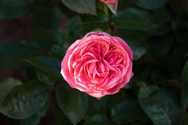 Foto nahaufnahme einer rosa rose