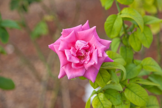 Foto nahaufnahme einer rosa rose