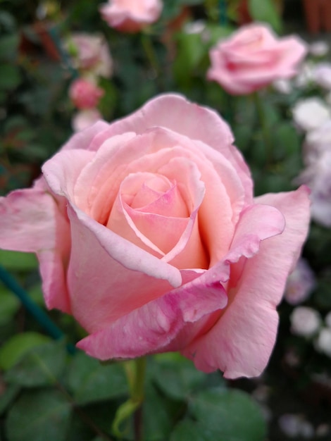 Nahaufnahme einer rosa Rose