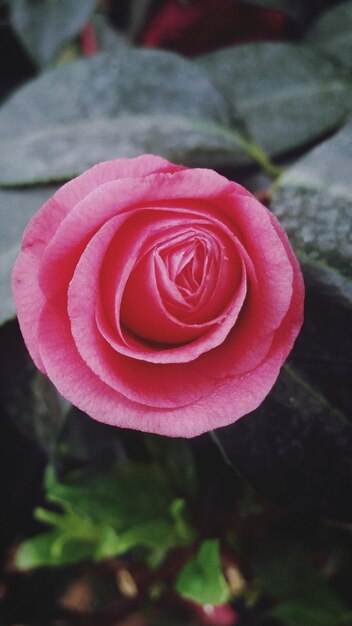 Nahaufnahme einer rosa Rose