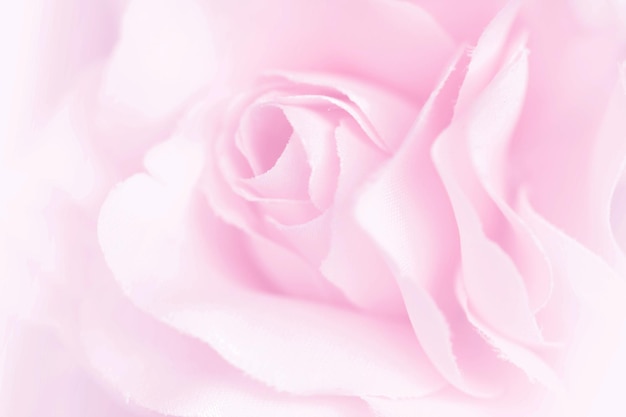 Nahaufnahme einer rosa Rose