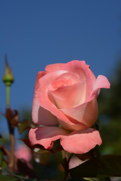 Foto nahaufnahme einer rosa rose