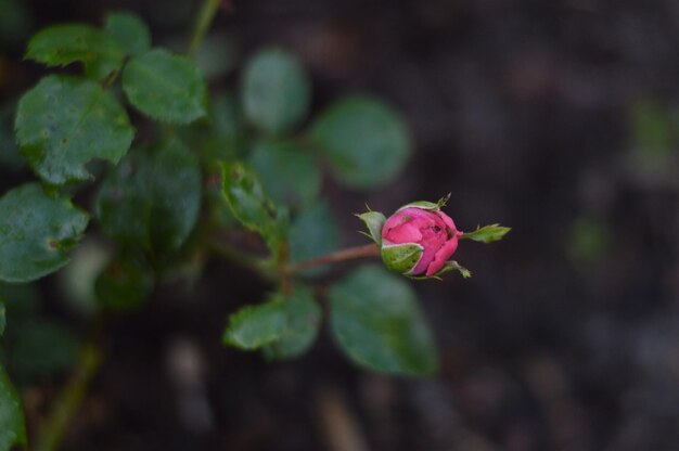 Foto nahaufnahme einer rosa rose