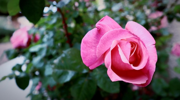 Nahaufnahme einer rosa Rose