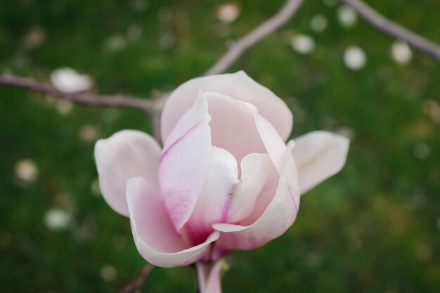 Foto nahaufnahme einer rosa rose