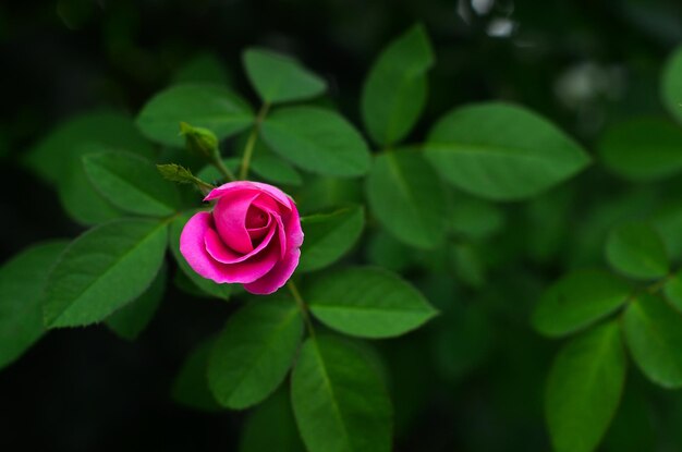 Foto nahaufnahme einer rosa rose