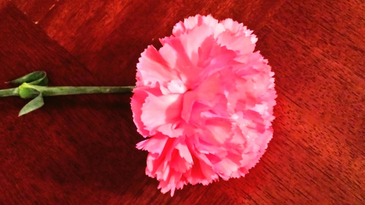 Foto nahaufnahme einer rosa rose