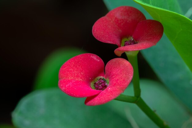 Foto nahaufnahme einer rosa rose