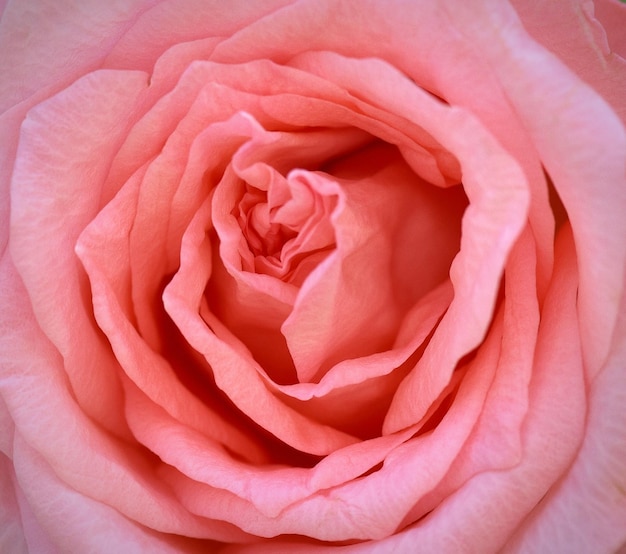 Nahaufnahme einer rosa Rose