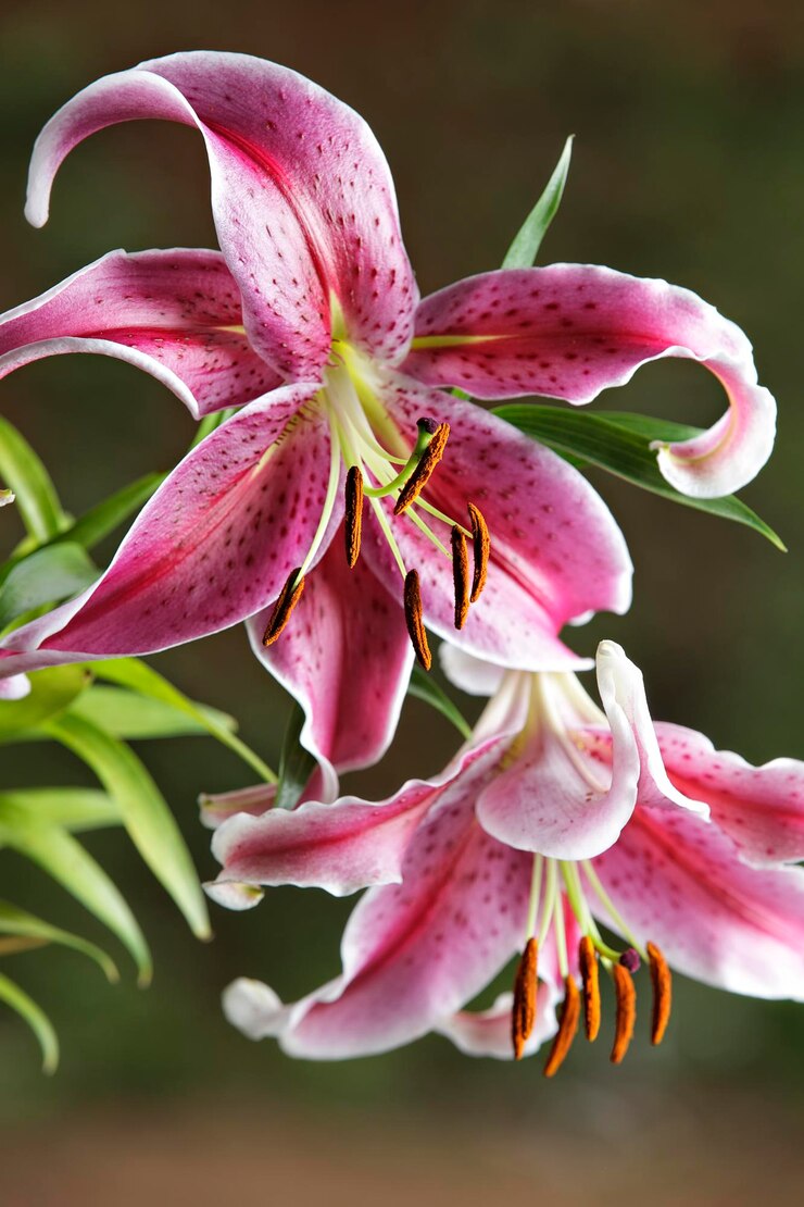 Foto nahaufnahme einer rosa rose