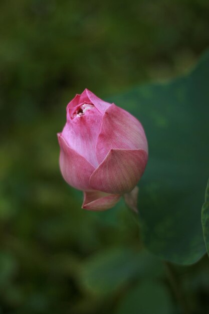 Foto nahaufnahme einer rosa rose