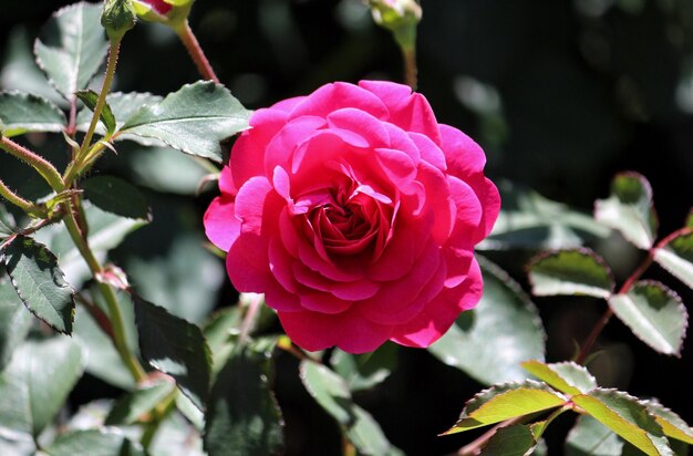 Foto nahaufnahme einer rosa rose