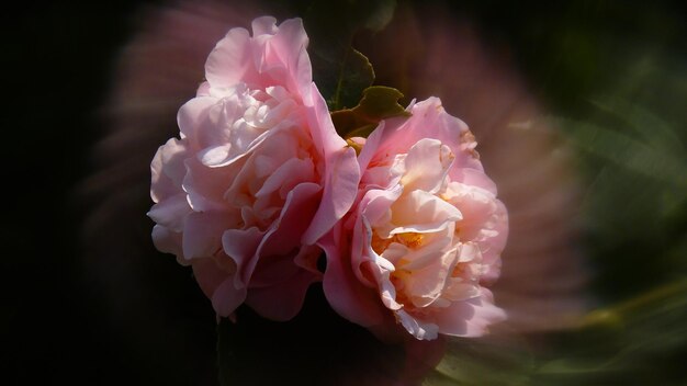 Foto nahaufnahme einer rosa rose