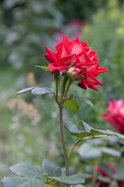 Foto nahaufnahme einer rosa rose