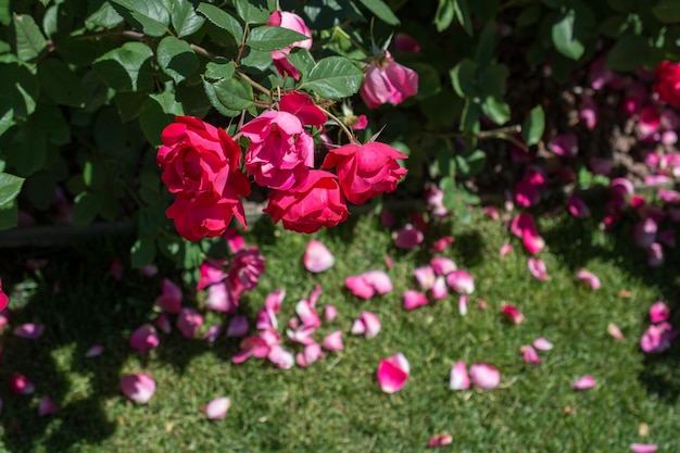 Foto nahaufnahme einer rosa rose