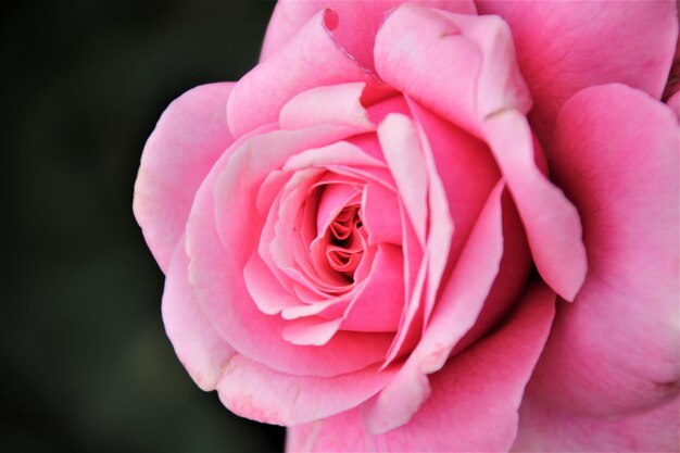 Nahaufnahme einer rosa Rose