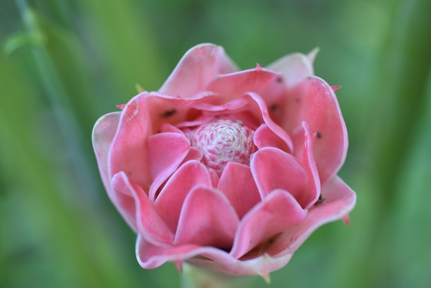 Foto nahaufnahme einer rosa rose