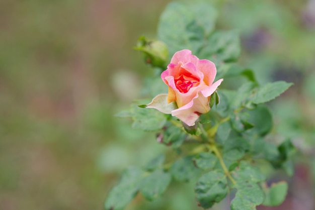 Foto nahaufnahme einer rosa rose