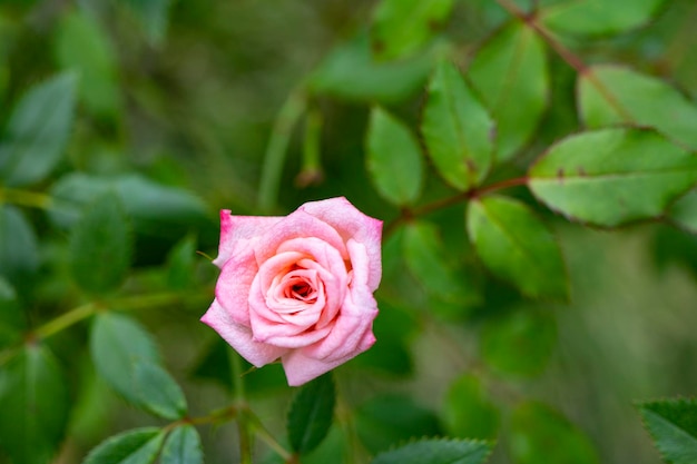 Foto nahaufnahme einer rosa rose