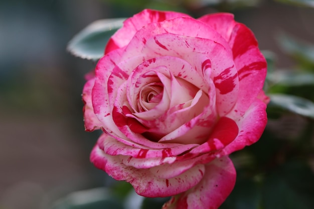 Foto nahaufnahme einer rosa rose
