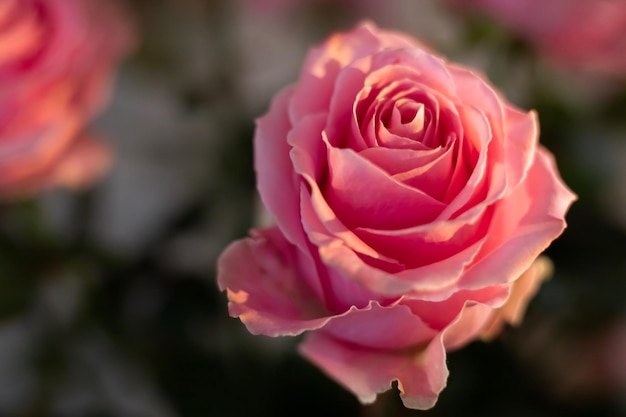 Foto nahaufnahme einer rosa rose