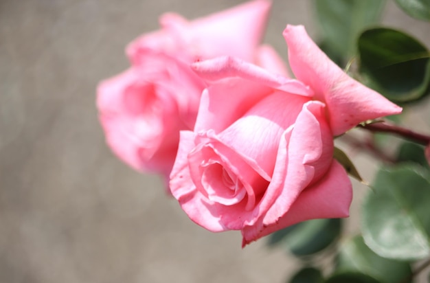 Foto nahaufnahme einer rosa rose