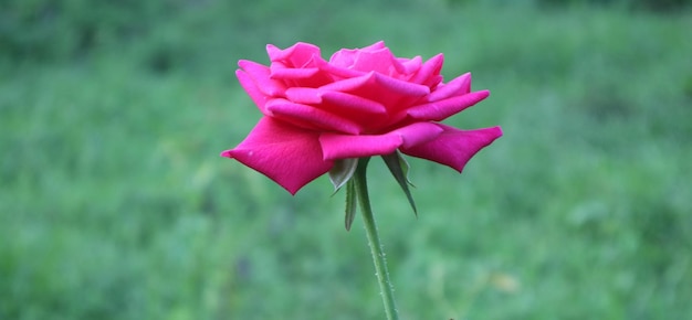Foto nahaufnahme einer rosa rosenblüte