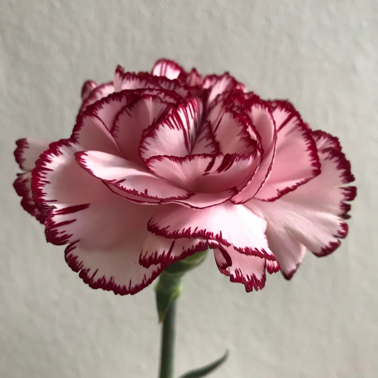 Foto nahaufnahme einer rosa rosenblume an der wand