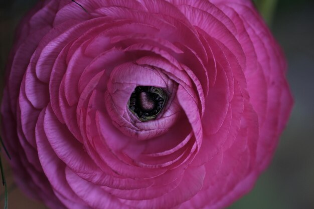 Foto nahaufnahme einer rosa rosenblume