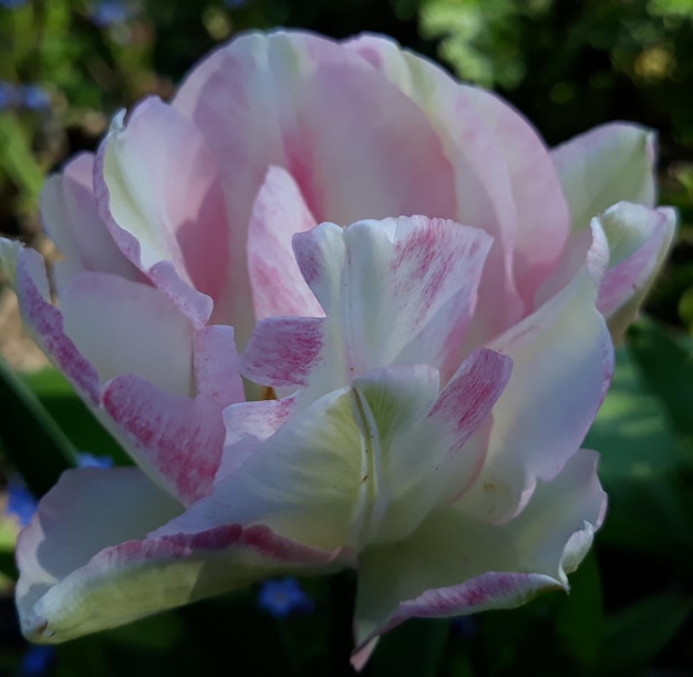 Foto nahaufnahme einer rosa rosenblume