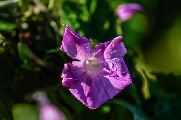 Nahaufnahme einer rosa Rosenblume