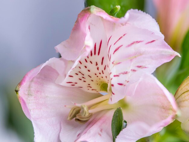 Foto nahaufnahme einer rosa rosenblume