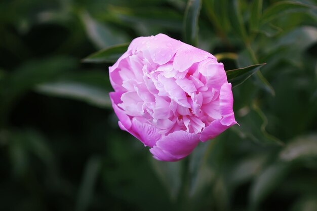 Foto nahaufnahme einer rosa rosenblume