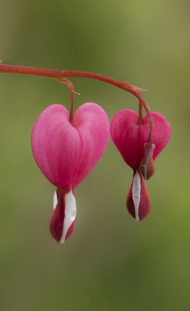 Foto nahaufnahme einer rosa rosenknospe