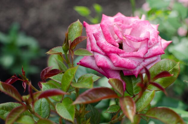 Foto nahaufnahme einer rosa rosenpflanze