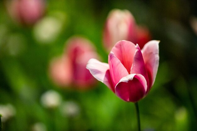 Foto nahaufnahme einer rosa tulpe