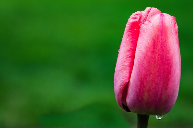 Foto nahaufnahme einer rosa tulpe