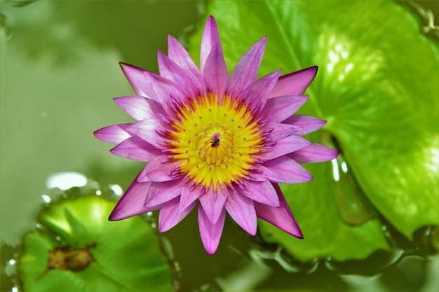 Nahaufnahme einer rosa Wasserlilie, die im Freien blüht