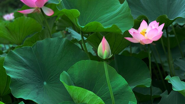 Foto nahaufnahme einer rosa wasserlilie im teich