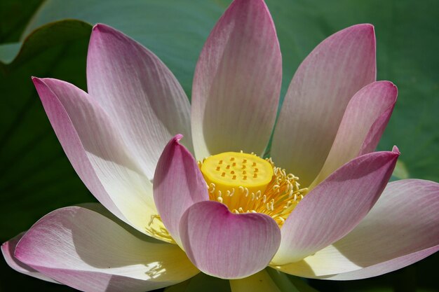 Foto nahaufnahme einer rosa wasserlilie