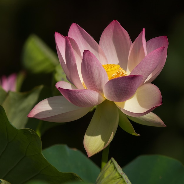 Nahaufnahme einer rosa Wasserlilie