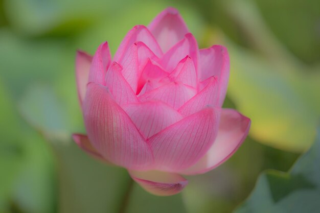 Foto nahaufnahme einer rosa wasserlilie