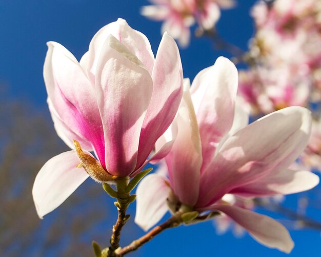 Nahaufnahme einer rosa-weißen Magnolienblüte vor blauem Himmel an einem sonnigen Tag