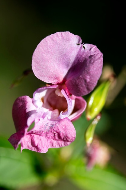 Nahaufnahme einer rosafarbenen Blüte