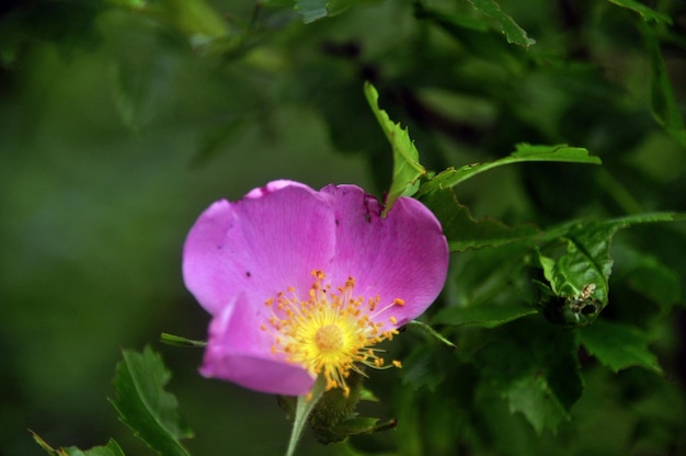 Nahaufnahme einer rosafarbenen Blume, die im Freien wächst