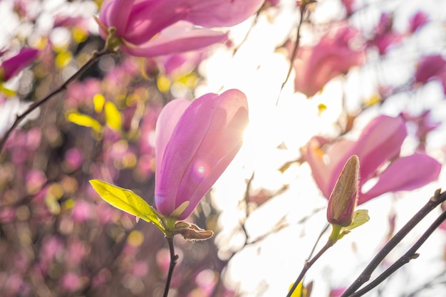 Nahaufnahme einer rosafarbenen Magnolienblume, die am Baum mit Sonneneruption blüht. Frühlingsblumen