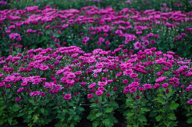 Nahaufnahme einer rosafarbenen Zinnia-Blume auf Hintergrund-Chrysanthemenblüten im Garten