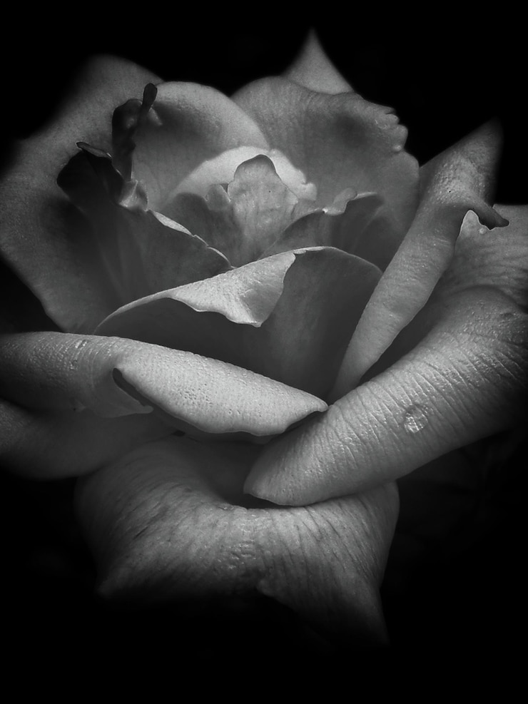 Foto nahaufnahme einer rose auf schwarzem hintergrund