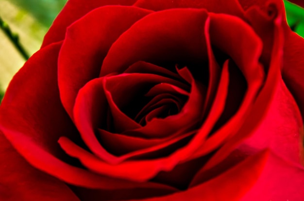Nahaufnahme einer Rose mit rotem Blütenblatt.