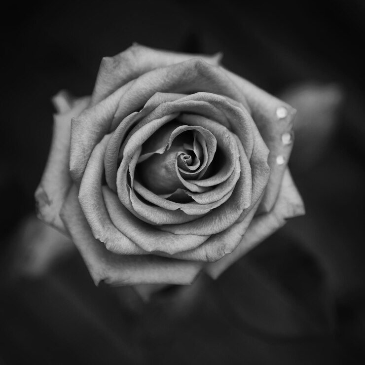 Foto nahaufnahme einer rose vor schwarzem hintergrund